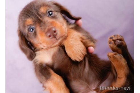 成約済の東京都のミニチュアダックスフンド(ロングヘアード)-226751の5枚目